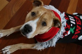 Tan and White Pit Bull wearing ugly Christmas sweater.