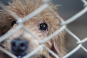 stray dog behind fence,homeless dog lonely,dirty dog alone face