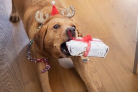 Dog is playfully showing off her Christmas present.