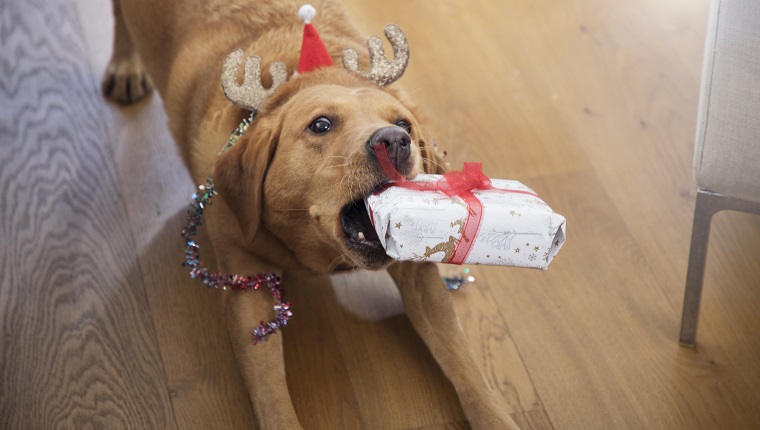 Dog is playfully showing off her Christmas present.