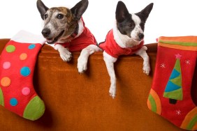 Two little dogs waiting for Santa with their Christmas stockings over the back of a couch. Isolated on white.