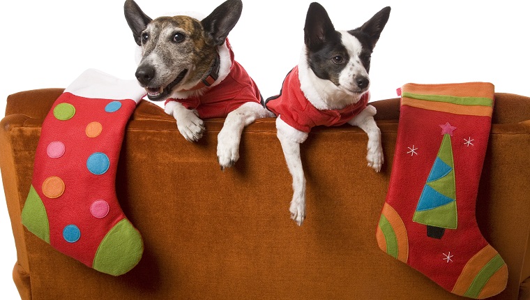 Two little dogs waiting for Santa with their Christmas stockings over the back of a couch. Isolated on white.