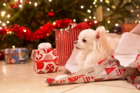 A cute, long haired white Chihuahua puppy rests in a pile of wrapping paper by the christmas tree adorned with lights and garland.