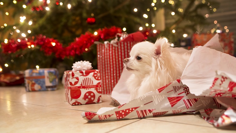 A cute, long haired white Chihuahua puppy rests in a pile of wrapping paper by the christmas tree adorned with lights and garland.