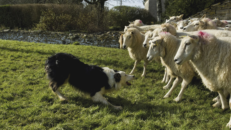 border collie herding sheep