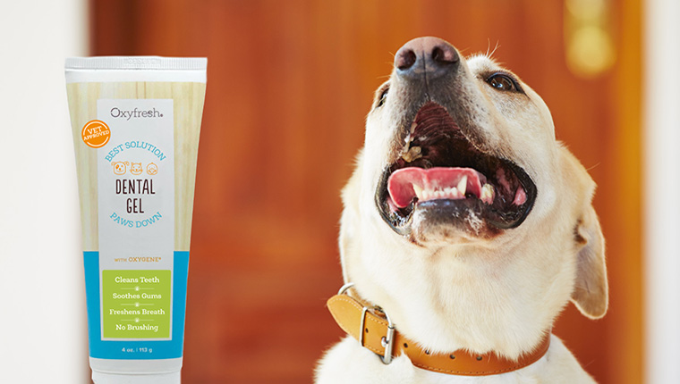 Dog with Oxyfresh Dental Gel