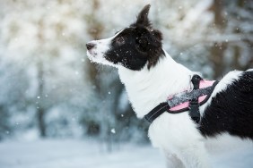 Black and white dog playing in snowy forest, enjoying the weather. Beautiful winter landscape with trees in snow.