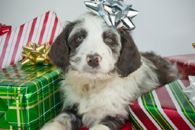 Christmas Puppy