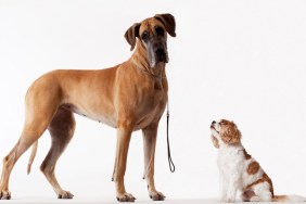 Small dog looking at bigger dog
