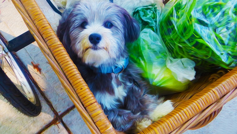 Farmers Market in Newport, RI