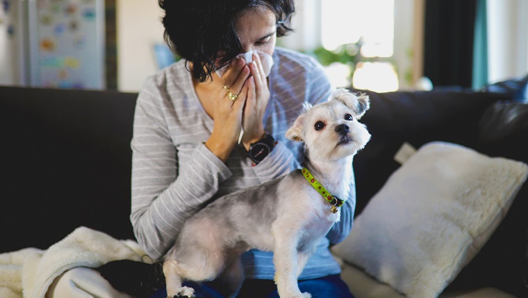 Sick woman with runny nose and fever heat lying on couch at home .A sick woman in a dog's company