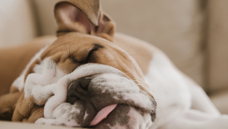 English bulldog sleeping on sofa