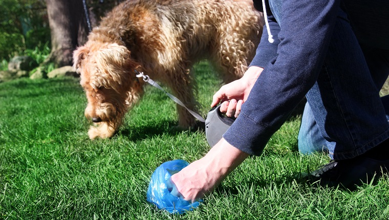 Man Picking up / cleaning up dog droppings