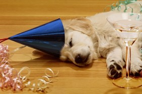 Golden retriever puppy sleeping in party hat with champagne glass on floor