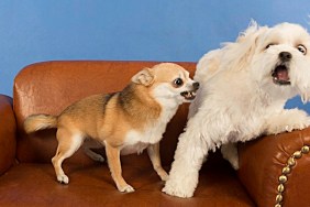 Once in a lifetime picture of a dog with a human expression. Socializing Adult Dogs and the Importance of Maintaining Socialization