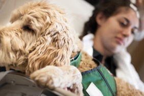 A stock photo of a working pet therapy dog in the lap of a patient