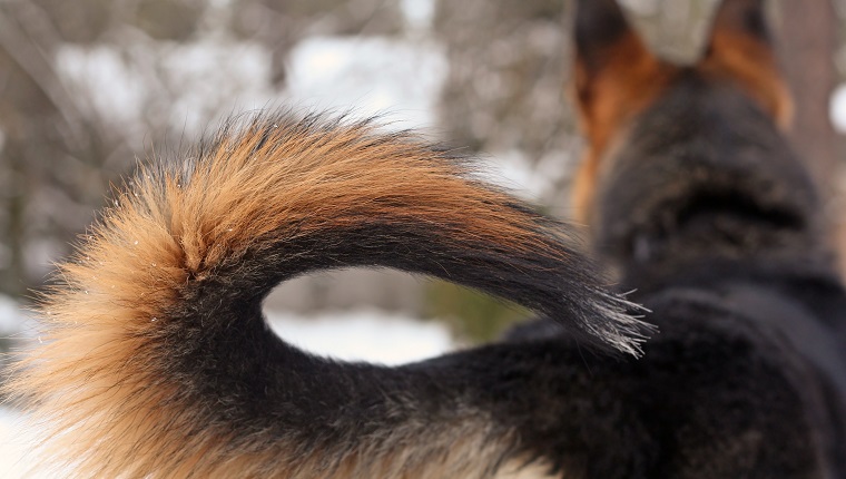 Focus on the tail of a German Shepherd female stopped in the snow to give her full attention to something in front of her.