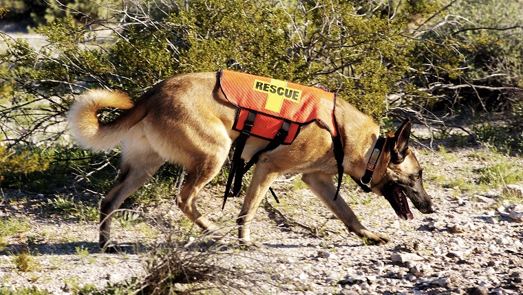 Search and rescue canine unit at work in the desert.