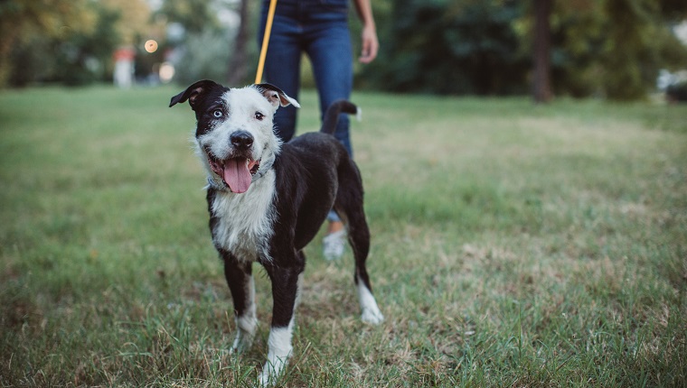 Pet sitter caring about dogs. They are ourtside and walking