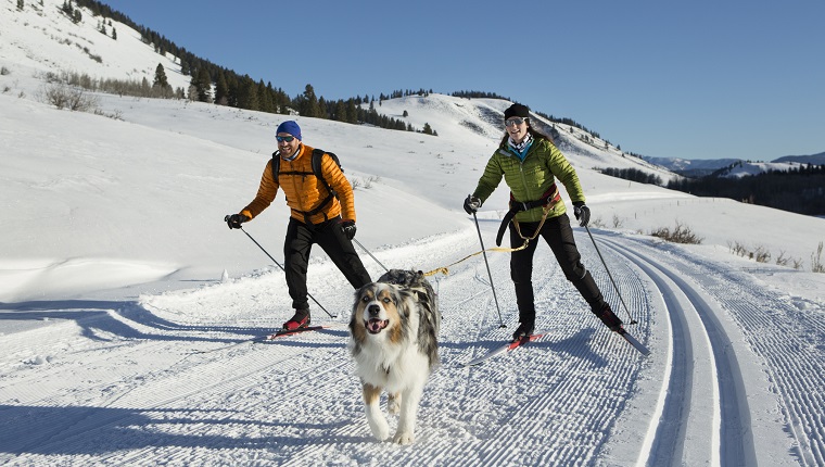 A couple and there dog skijoring in the western United States.