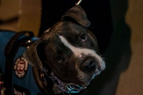 Portrait Of Police Dog On Sidewalk