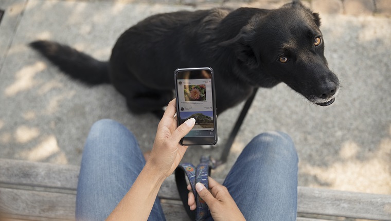 Personal perspective woman with dog using smart phone on bench