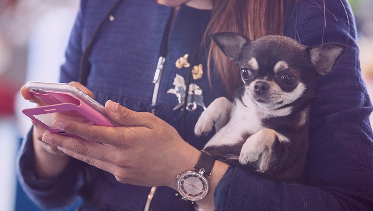 Midsection Of Woman Carrying Chihuahua While Using Mobile Phone