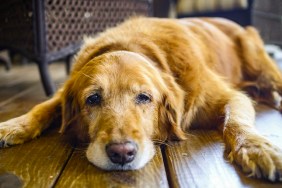 This was my dog Cali's last day before we had to put her to sleep. She was a great Golden Retriever!