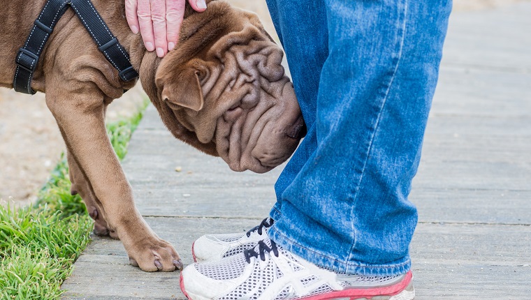 A shar Pei puppy sniffing