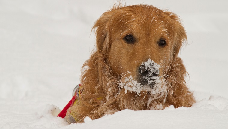 Close-Up Of Dog During Winter