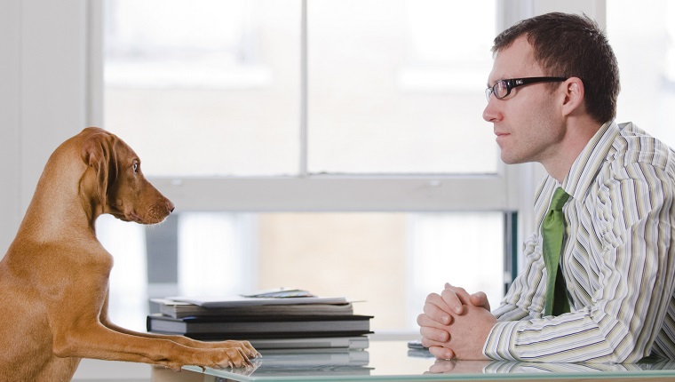 Businessman at a desk with his dog