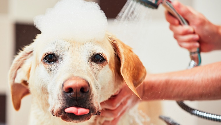 Close-Up Portrait Of Dog