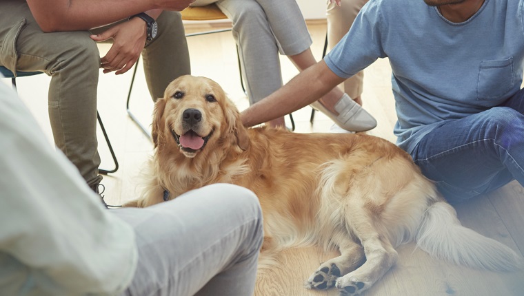 People petting dog in group therapy session