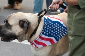 Working dog in the Veterans Day Parade in NYC