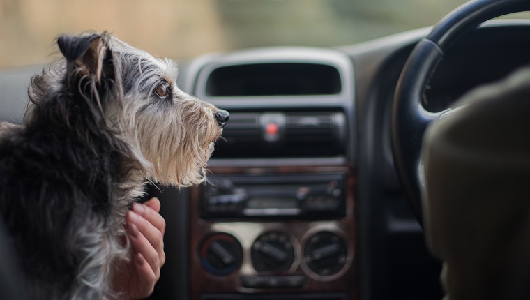 Close-Up Of Dog Sitting In Car