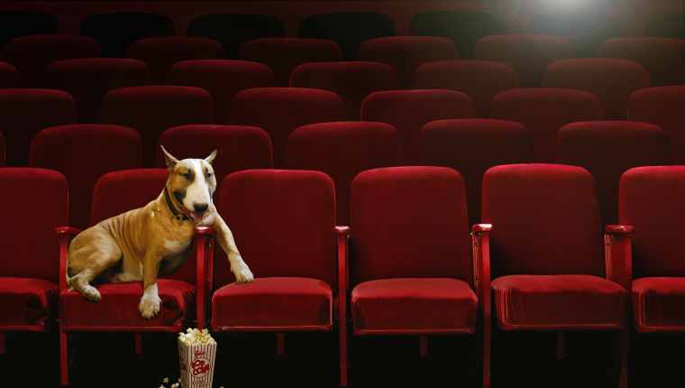 8 Sad Dog Movies