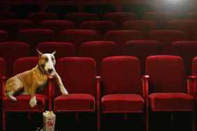 8 Sad Dog Movies