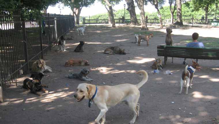 Dog Park 3