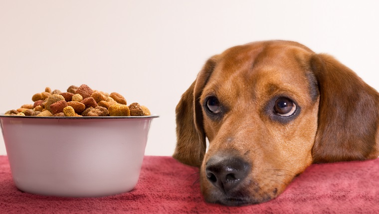 young beagle waits for food...has been blurred some so focus is on eyes and actual dog food.