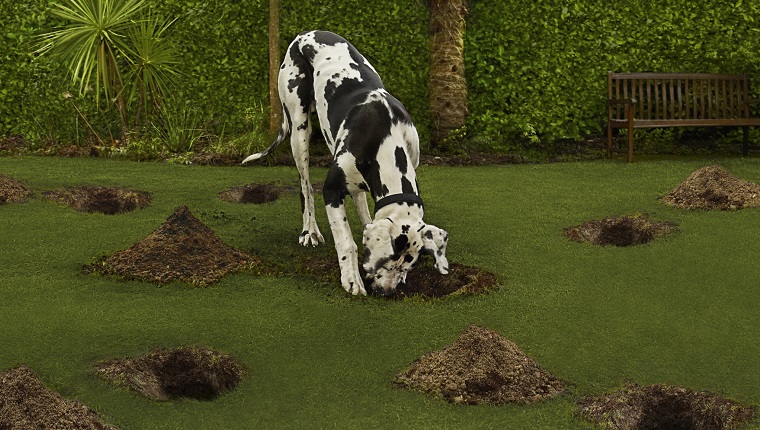 Dog digging in the garden searching