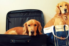 Golden retriever puppy in purse, portrait