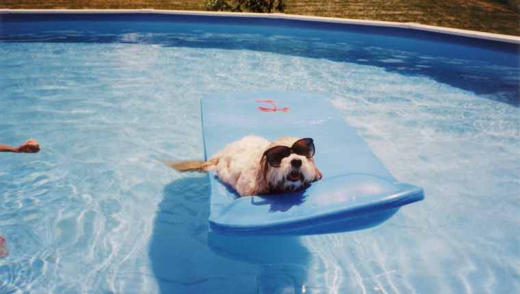 Dog Floating