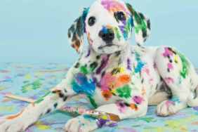 Dog Painting