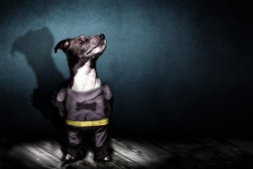 Super Hero Dog