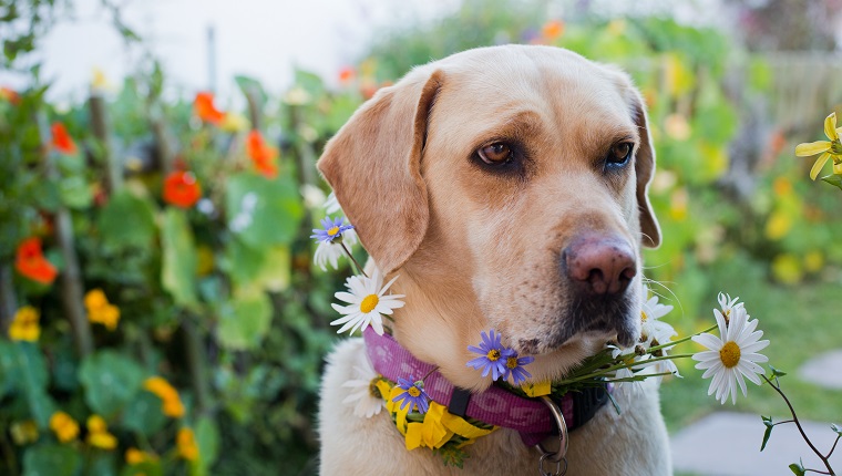 Yellow Golden Labrador decorated with daisies in a garden