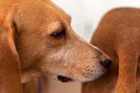 Dog sniffing other dogs bum and saying hello.