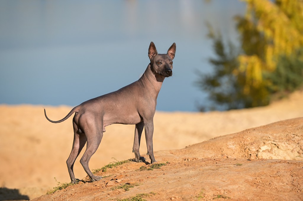 Xoloitzcuintli outside.