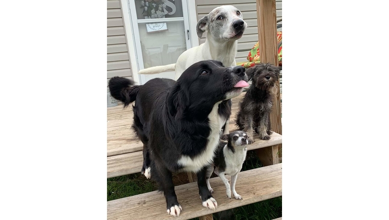 Rocky, Pepper, Buddy & Babygirl (Not Pictured: Blue, Protector of the Realm &amp; working dog who protects the farm)