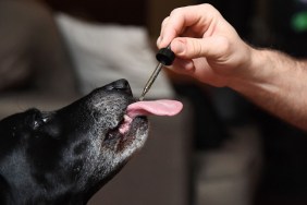 Brett Hartmann gives his dogs Cayley, a six-year-old-Labrador Retriever drops of a cannabis based medicinal tincture to treat hip pain and anxiety, June 8, 2017 at his home in Los Angeles, California. It's early morning, just after breakfast, and six-year-old Cayley is wide awake, eagerly anticipating her daily dose of cannabis. The black labrador, tail wagging, laps up the liquid tincture owner Brett Hartmann squirts into her mouth, a remedy he uses morning and evening to help alleviate Cayley's anxiety. As the multi-billion dollar medical and recreational marijuana industry for humans blossoms in the United States, so is a new customer base -- animals. / AFP PHOTO / Robyn Beck