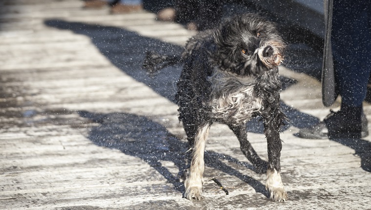 After swimming a wet portuguese water dog shakes off the excess water.